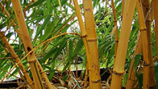 Hoofdafbeelding Randijk Bamboe en Hoveniers